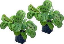 Calathea Maranta (Confezione