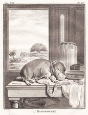 Ippopotamo Flusso Animali