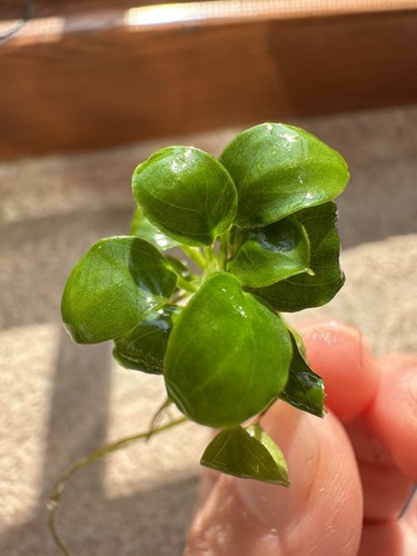 Pianta anubias barteri nana - anubias,