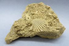 PIETRA CON INSERTI DI CONCHIGLIE FOSSILI -