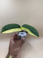 High Var Monstera Karstenianum
