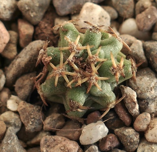 Pediocactus near holbrook - sp.,