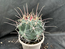 FEROCACTUS RECTISPINUS CACTUS