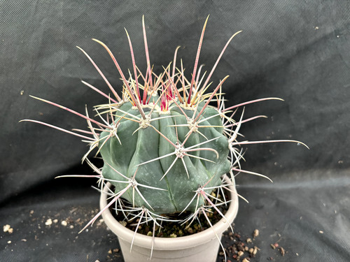 Ferocactus rectispinus cactus - rectispinus,