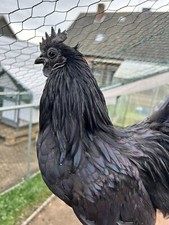 Uova da cova Ayam Cemani nere pollo infernale