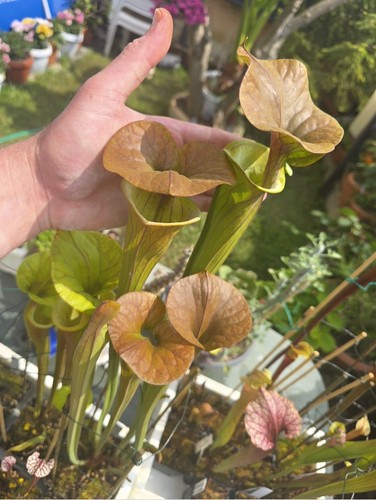 Sarracenia var cuprea phil - cuprea,