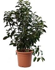 Viburnum Lucidum, Pianta di