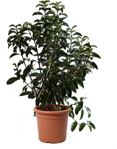 Viburnum lucidum pianta di - pianta,