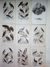 BUFFON 10 Gravures Couleurs