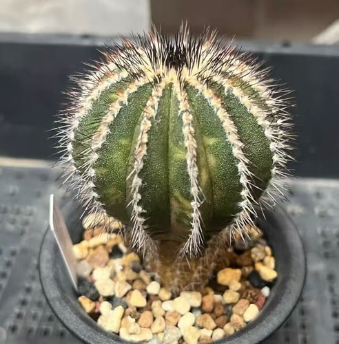 Uebelmannia pectinifera