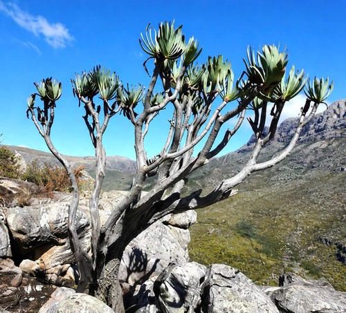 Aloe plicatilis seeds - aloe,