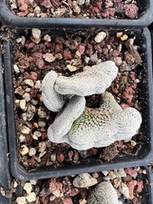 Il bulbo mastoideo da giardino