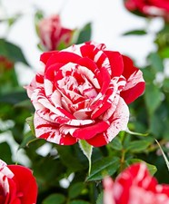 1 PIANTA DI ROSA PARADE GIGI