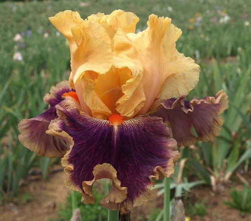 Iris sicilian orange - iris, orange'