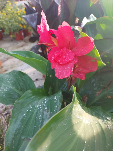 Canna generalis tropical - x,