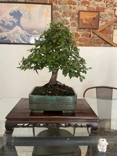 Bonsai olmo campestre - campestre., foglia