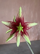 Hippeastrum APn2 x