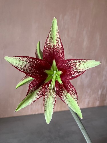 Hippeastrum apn2 - hippeastrum,
