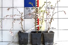 Piccola ciliegia ornamentale