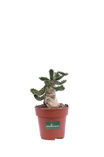 Pianta euphorbia stellata - pianta,