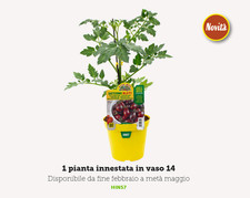 Pianta pomodoro innestato - di,