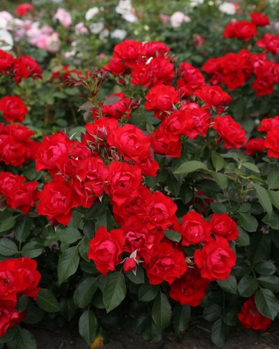 Rose paesaggistiche rifiorenti