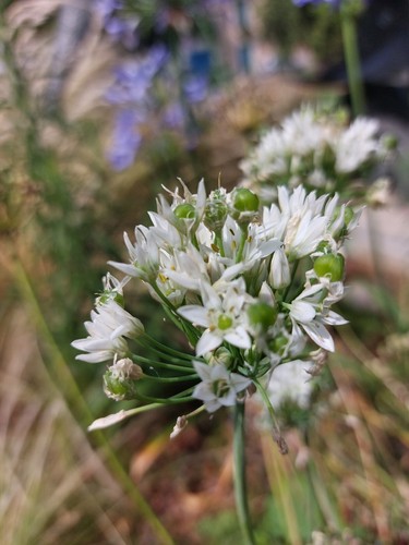 150 semi allium - 150, semi🌾allium