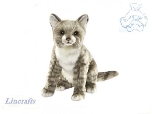 Hansa sitting grey tabby - hansa,
