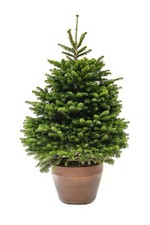 Vero Albero di Natale di 10