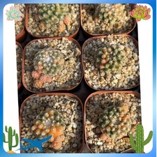 Discocactus zehntneri - 1p,