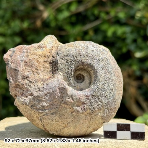 Rare fossil large - large, goniatite