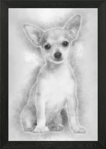 Chihuahua cucciolo mesi - mesi, o