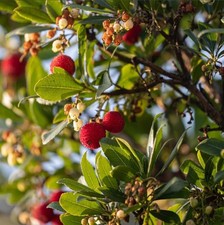 Corbezzolo "Arbutus unedo"