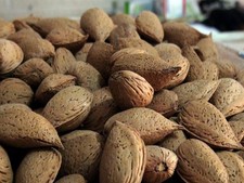 mandorle con guscio siciliane