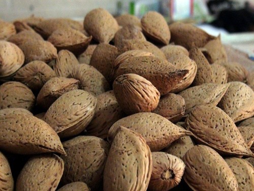 Mandorle con guscio siciliane - con,
