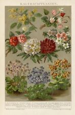 1895 Antica Stampa = PIANTE DA GIARDINO = Fiori Botanica = CROMOLITOGRAFIA#
