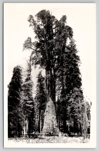 Sequoia nat park albero - sequoia,