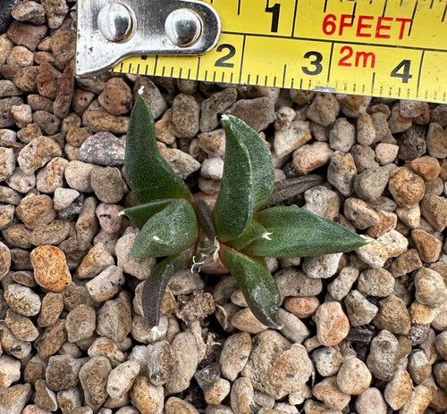 Ariocarpus lloydii - , x