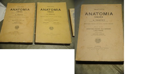 Voll trattato di anatomia - 3,