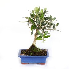 Bonsai Olea Europaea - Bonsai Ulivo - Piante Vere da Esterno