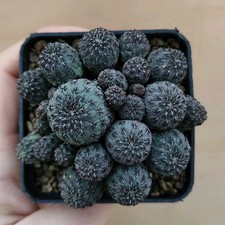 Sulcorebutia Rauschii Violacea