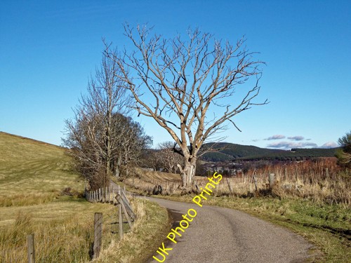 Photo 6x4 dead tree - dead,