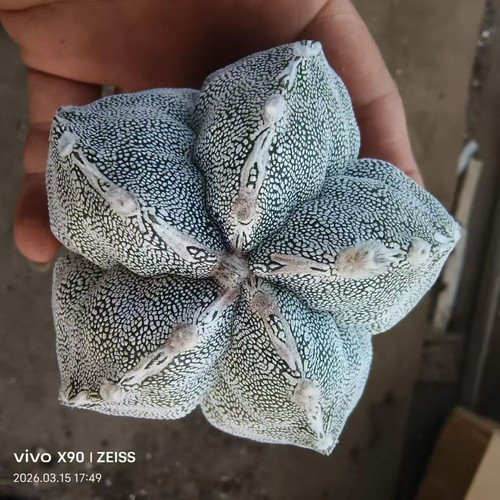 Rare cacti plant astrophytum - rare,