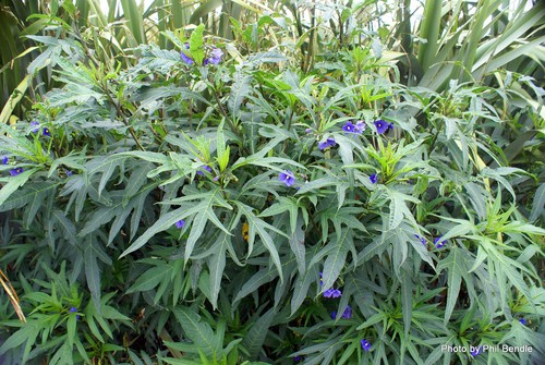Solanum aviculare 10 - solanum, (