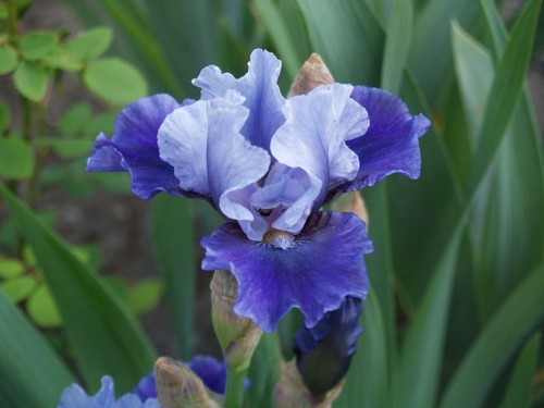 Giglio spada iris - /,