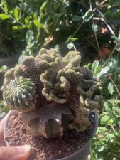 Pianta di cactus succulenta