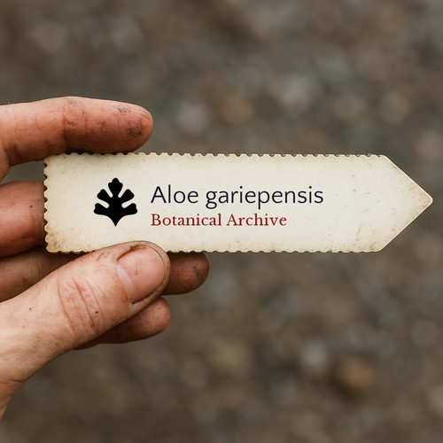 Aloe gariepensis seeds - seeds,