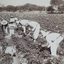 Messico Irapuato Fragole