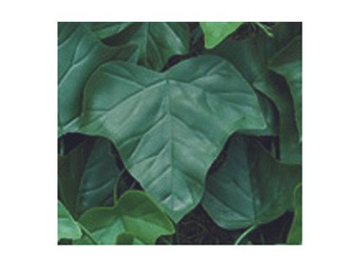 Foglie edera ricambio - foglie, per