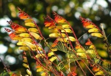 Fiore ipomoea mina lobata - ipomoea,